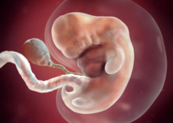 Sự phát triển của thai nhi tuần 6
